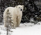Polar bear in snow